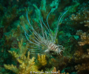 juvenile lion fish by Marc Van Den Broeck 